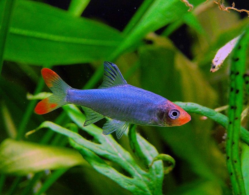 Uklejka Naga (sawbwa resplendens) MASSON