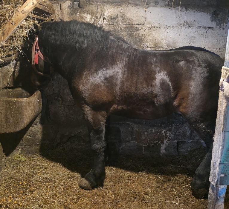 Sprzedam Ogiera Zimnokwistego