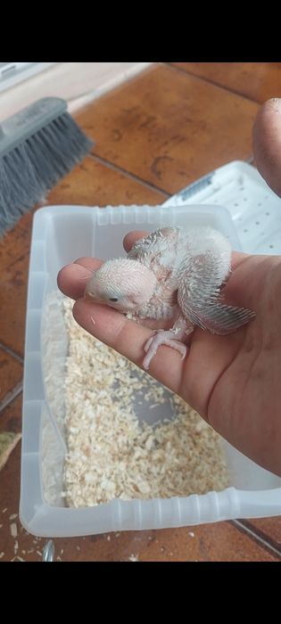 Roseicollis para criar a mão