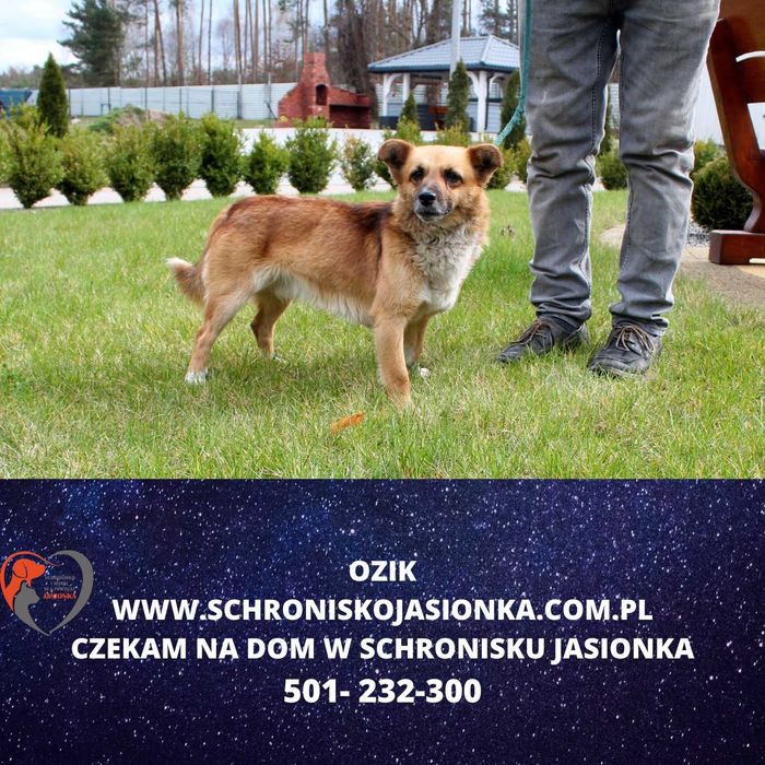 Ozik do adopcji – Schronisko Jasionka