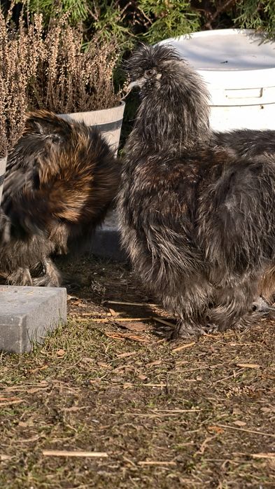 Silki jedwabiste koguciki