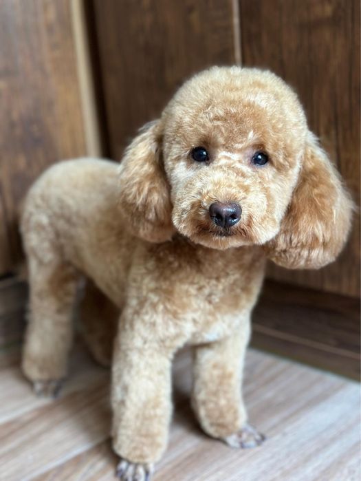 В’язка Той-пудель