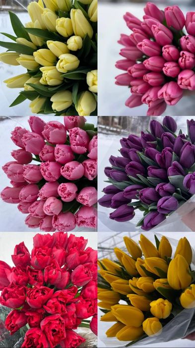 Тюльпан оптом від виробника  (опт роздріб) доставка квітів Полтава