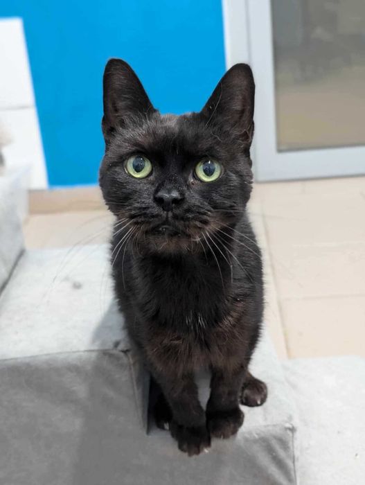 Saga czeka na nowy dom