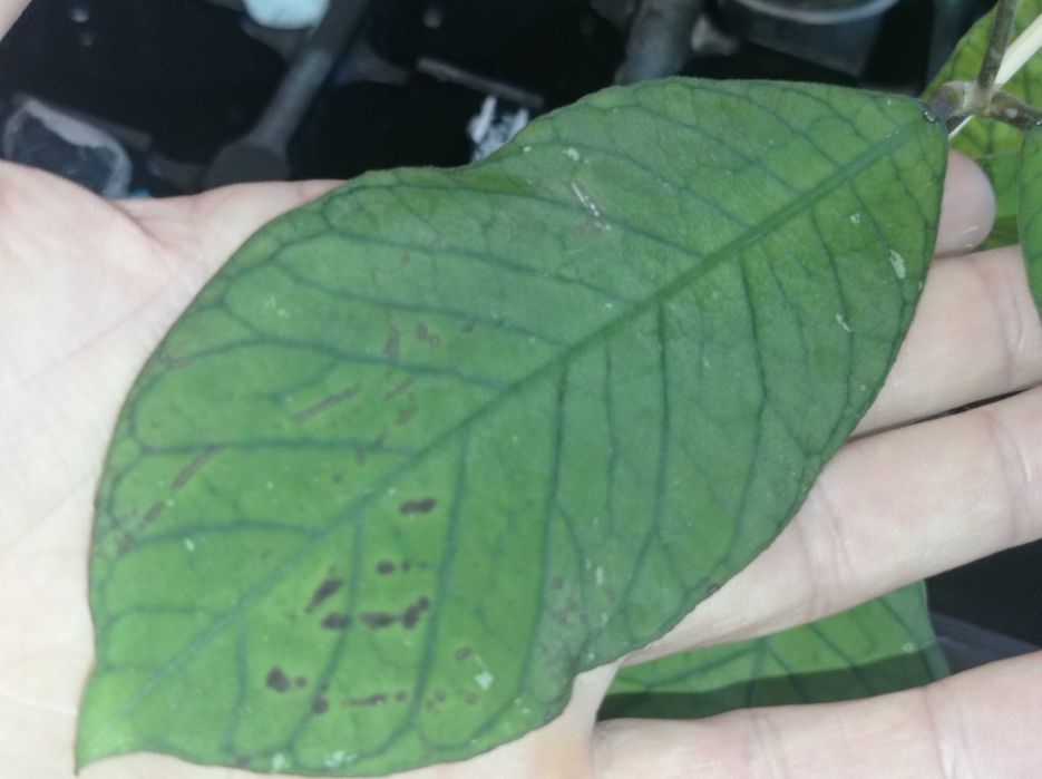 Hoya Hoja sp. SABAH EPC 961 cięta