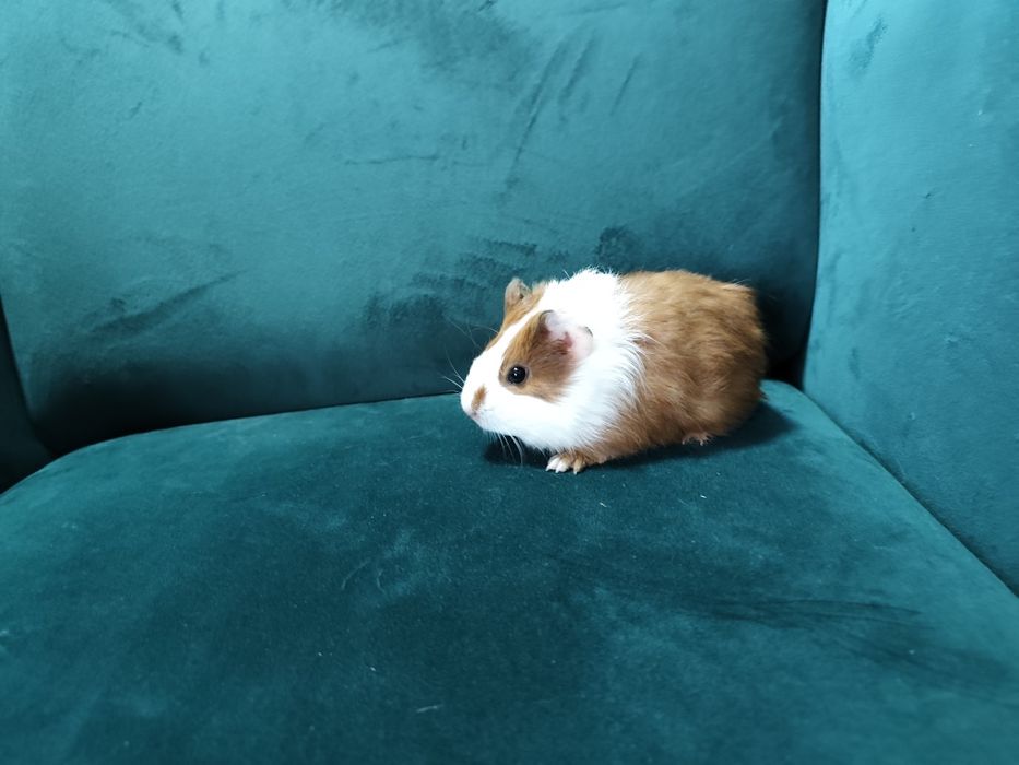 Świnka morska kawia domowa