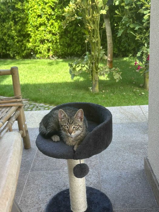 Kotki szukają domu