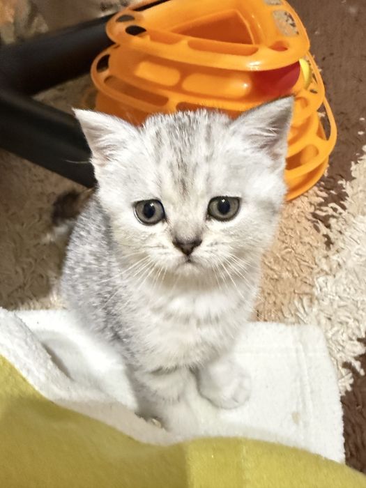 Шотландські кошенята Скотіш страйт фолд