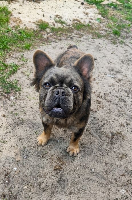 Buldog francuski pies 15 miesięcy