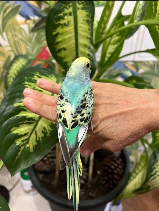 Piriquitos bebés criados à mão