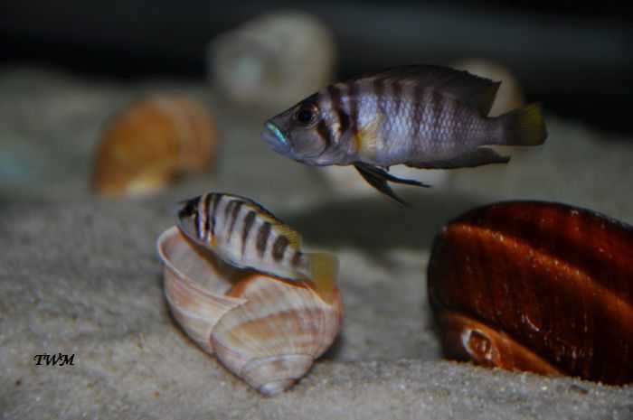 Altolamprologus sp. compressiceps shell Nsumbu F1.