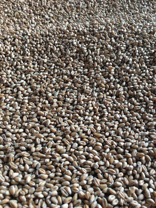 Pszenica ozima 2025 ,,Gentleman''