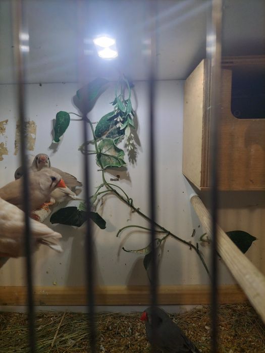 Sprzedam Młode zeberki