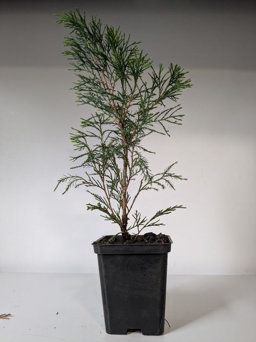 Катальпа bignonioides, костриця сиза, ялівець стрікта,  ялинка коніка, тис ягідний, ялівець козацький...