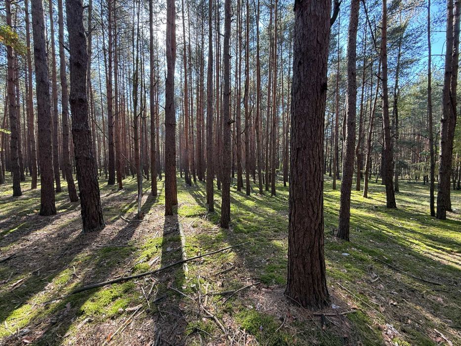 Działka leśna 19 arów w Pysznicy przy ul. Podlesie w pobliżu Naszych Piasków - Widok 2