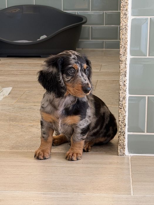 Teckel Black Merle Pelo comprido