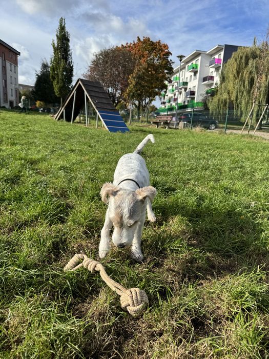 Parson Russel Terrier