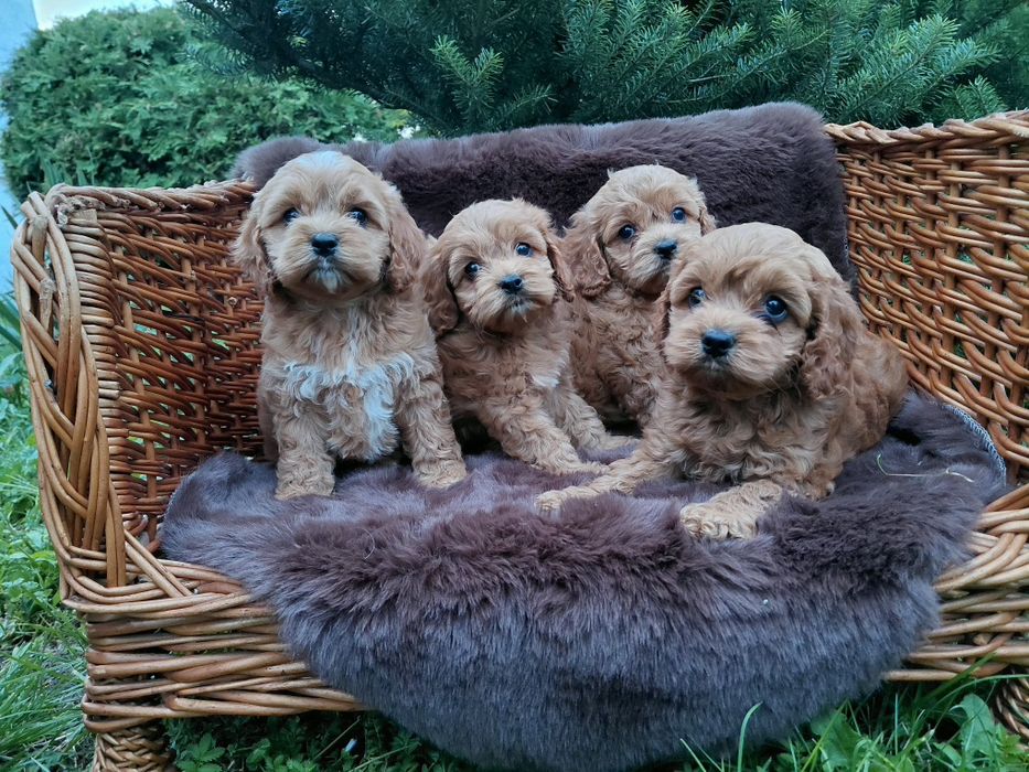 Cockapoo american śliczna suczka