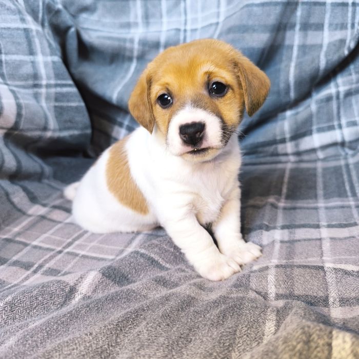 Клубний Хлопчик Джек Рассел