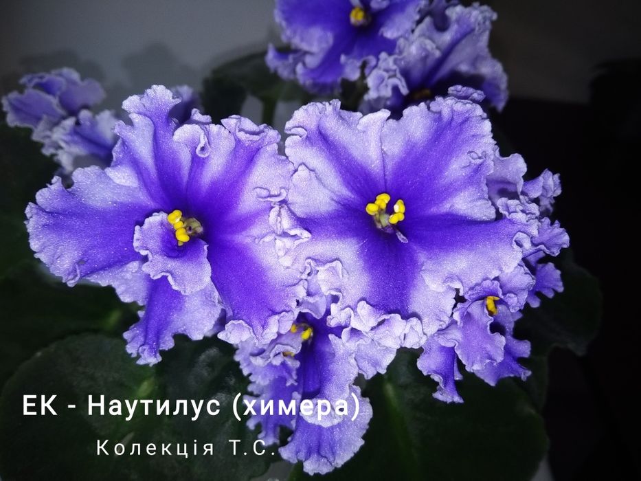 Сортові фіалочки фіалки