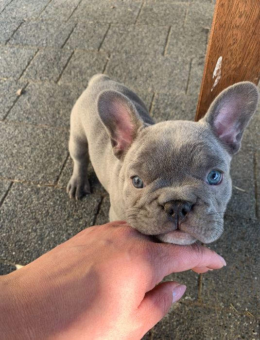 Buldog francuski Lilac lilak liliowy nie blue niebieski blekitny