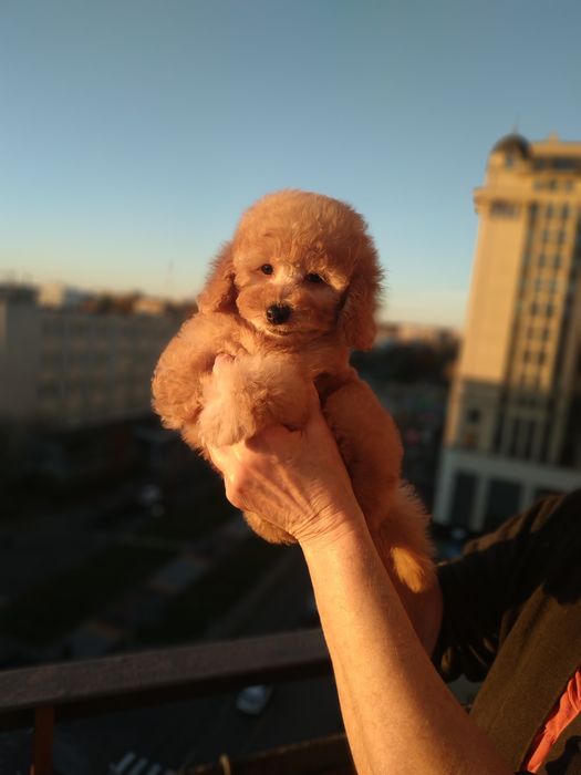 Девочки мальтипу