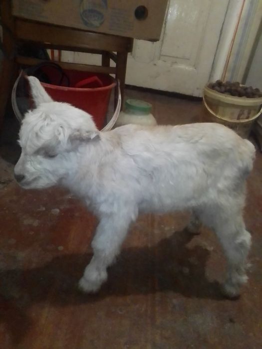 Козлики молодые...