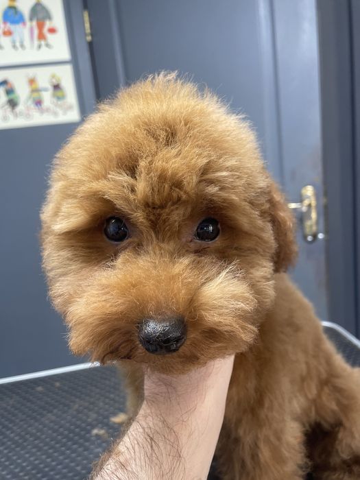 Ваш Грумер на Лівобережній | Стрижка собак | Тримінг | Роллінг | Линьк