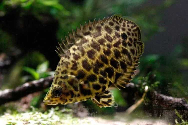 Buszowiec ostropyski - Ctenopoma acutirostre - dowozimy do klienta