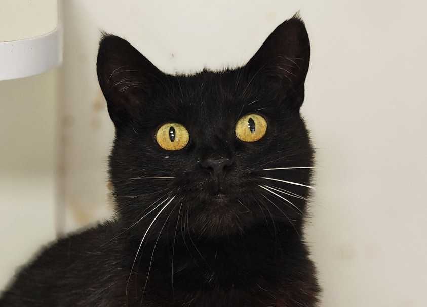 Киця Мулен Руж створена бути домашньою-ніжна, добра, спокійна, здорова