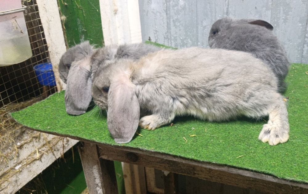 Młode baran francuski