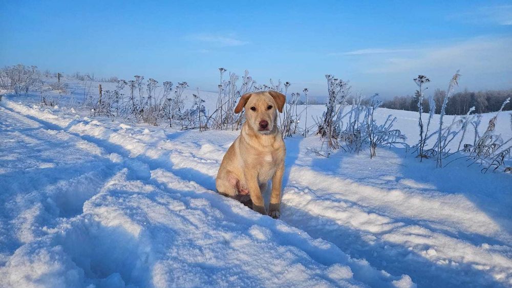 Szczeniaki gotowe do adopcji, pomóż znaleźć najlepszy dom