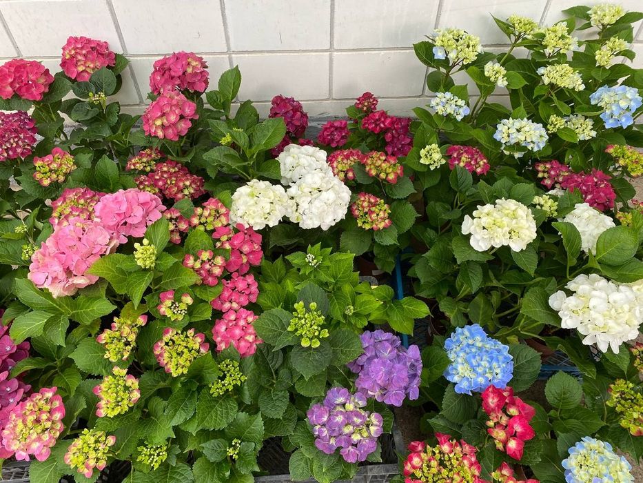 Гортензія широколистна (Hydrangea macrophylla) —55 см
