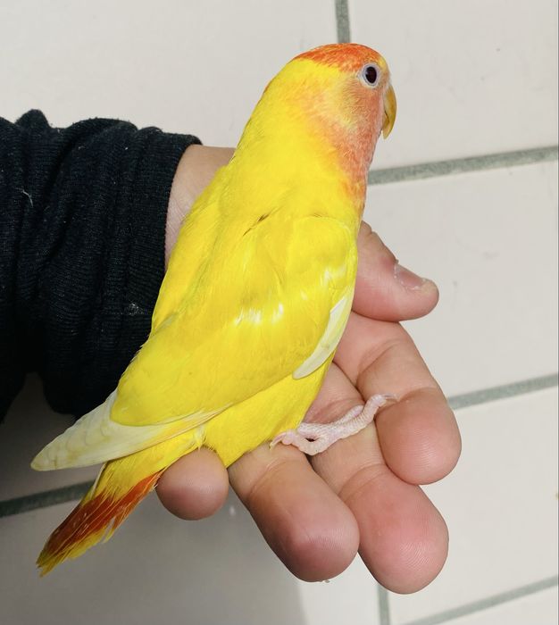 Agapornis domesticado