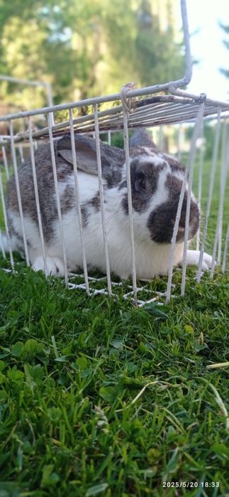 Króliki hodowane ekologicznie Gorlice