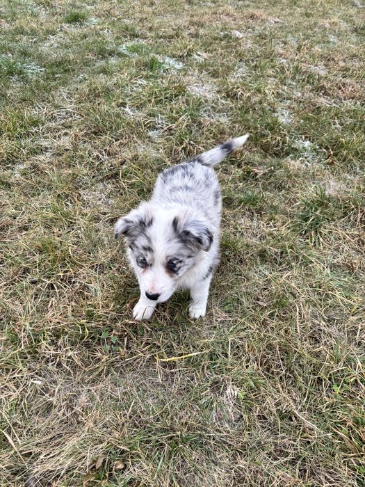 szczeniak border collie