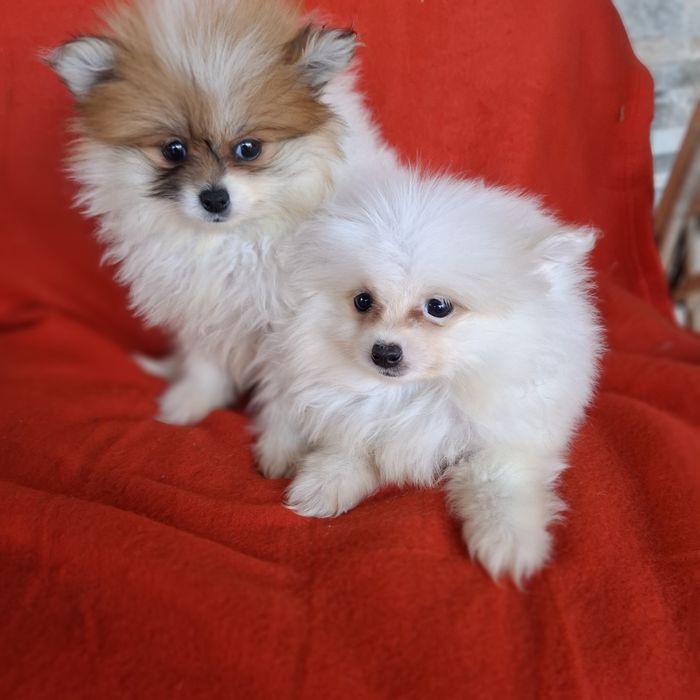 Szpic miniaturowy sunia rodowód +wyprawka