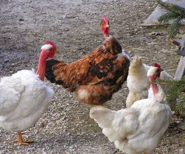 vendo frango do campo