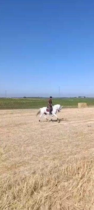 Cavalo lusitano puro