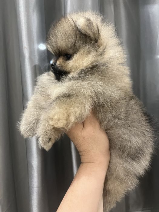 Померанский мальчишка.