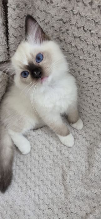 Kocurek rasy Ragdoll