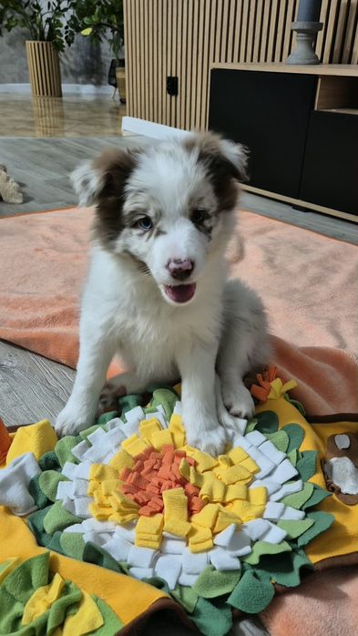 Border Collie szczenięta