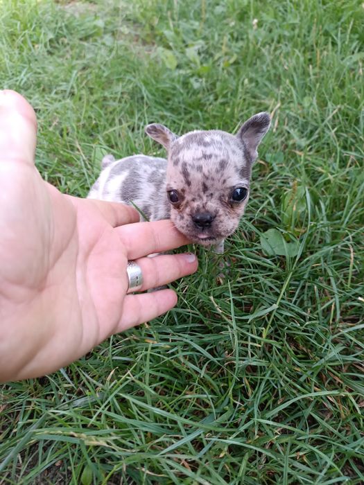 Французики чистокровні,красиві,здорові,розумні,найкращі,різних колір