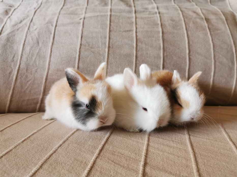 Coelhos anões teddy e minitoy super meigos