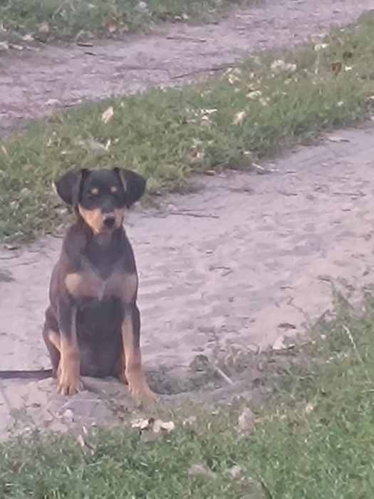 Odam szczeniaki w dobre ręce
