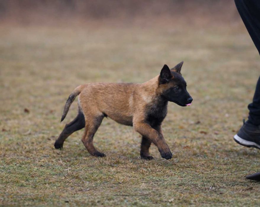 Owczarek belgijski malinois – piesek z rodowodem
