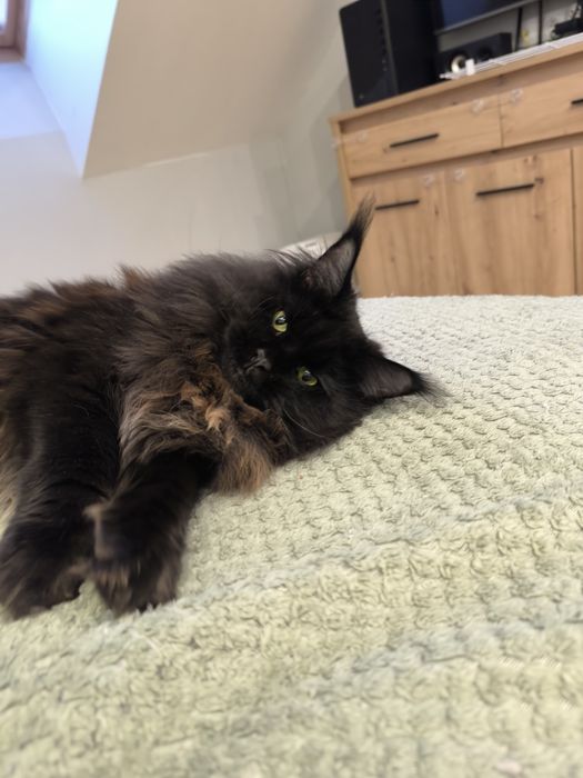 Kotka Maine coon czarny solid