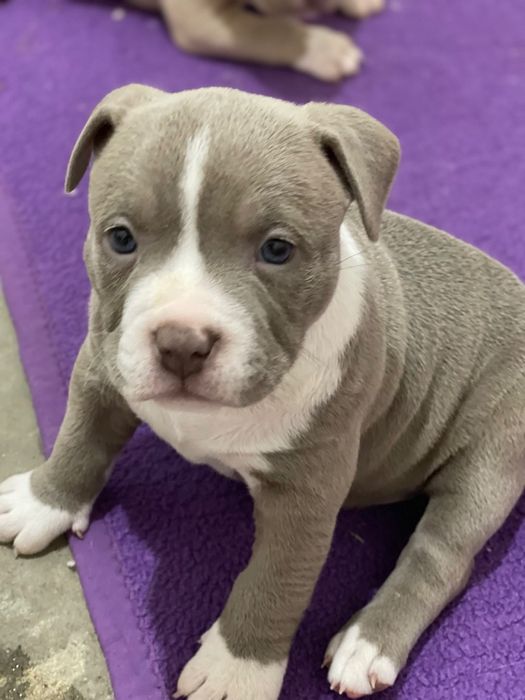 Американский булли стандарт хл и покет