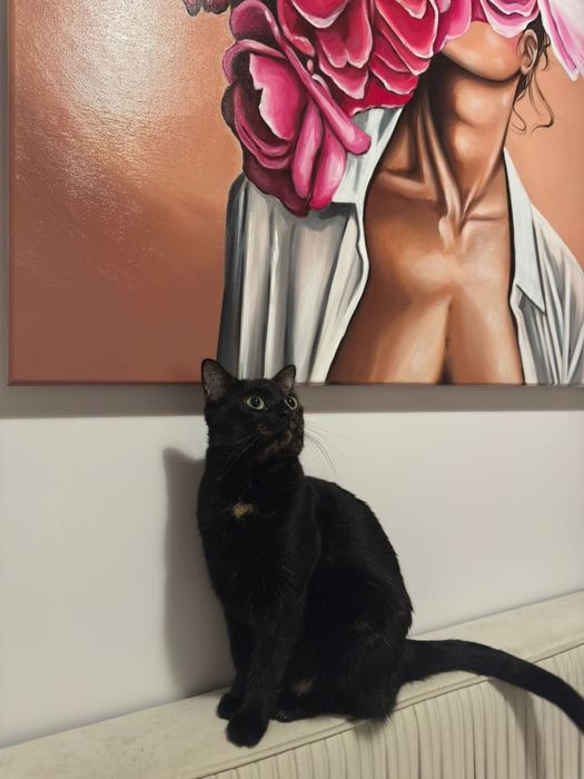 Uratowana szylkretka szuka domu na zawsze