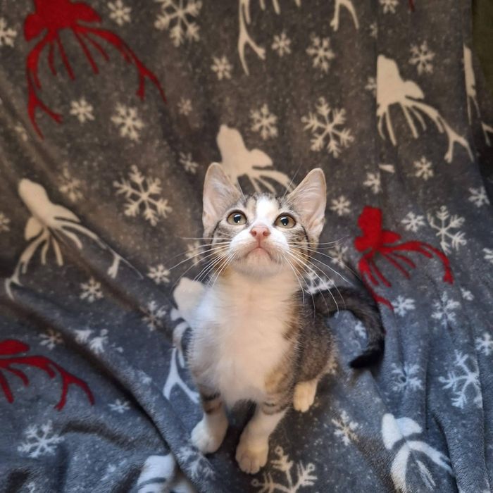 Aurelia kotka szuka domu adopcja